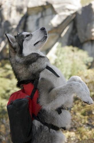 Dog Image