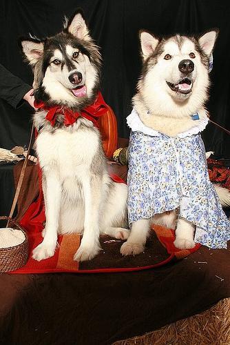 Dog Image