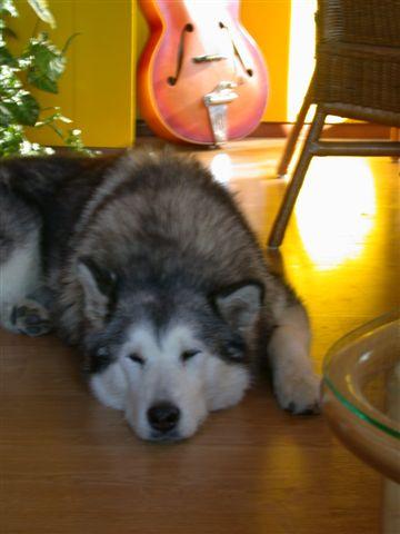 Dog Image