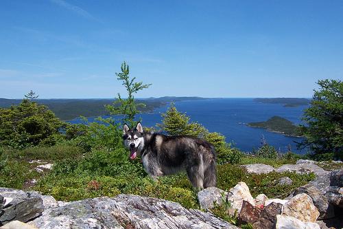 Dog Image
