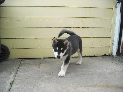 Dog Image