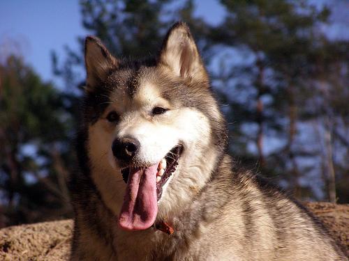 Dog Image