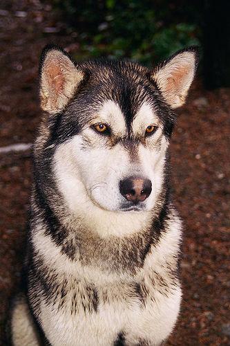 Dog Image