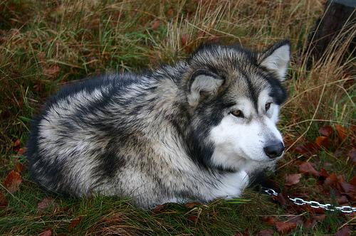 Dog Image