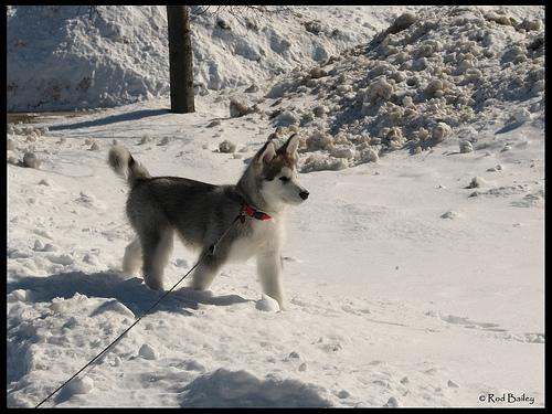 Dog Image