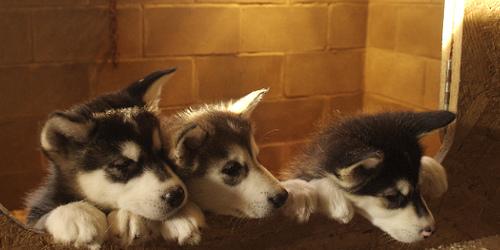 Dog Image
