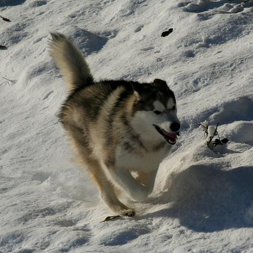 Dog Image
