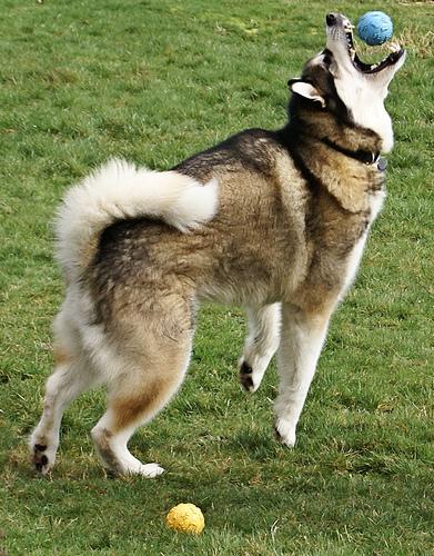 Dog Image