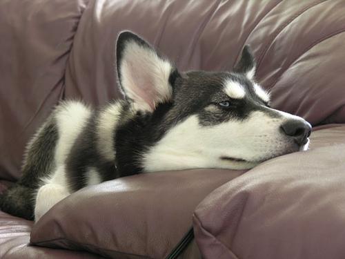 Dog Image