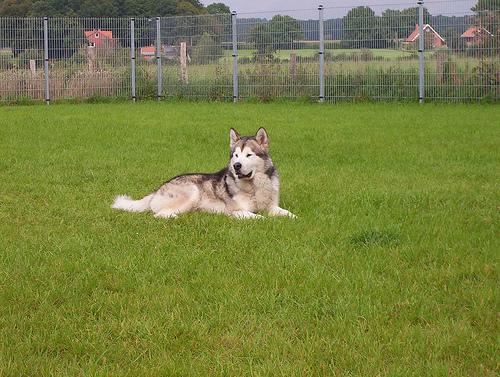 Dog Image
