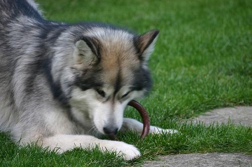 Dog Image