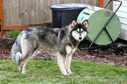 Dog Image