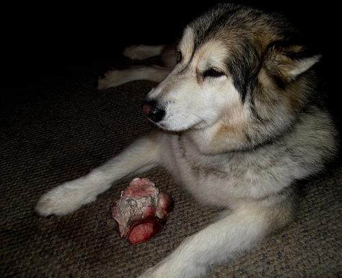 Dog Image
