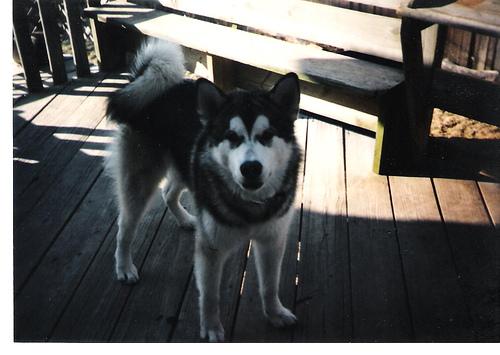 Dog Image