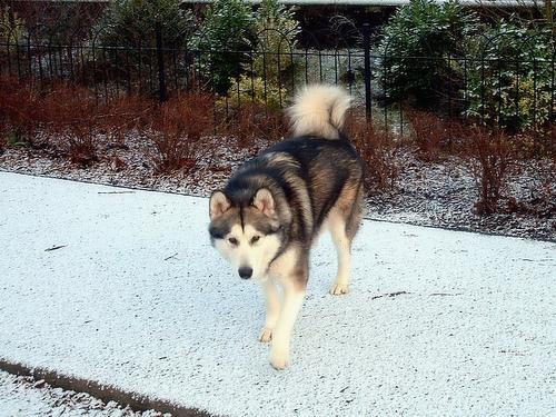 Dog Image
