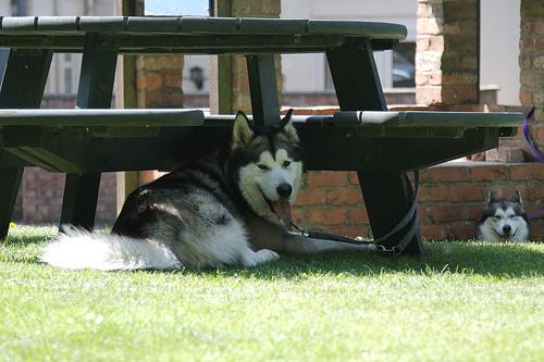 Dog Image