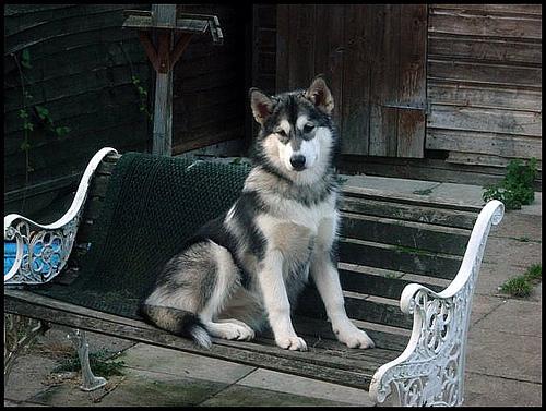 Dog Image