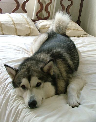 Dog Image