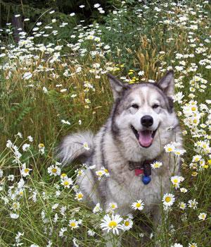 Dog Image