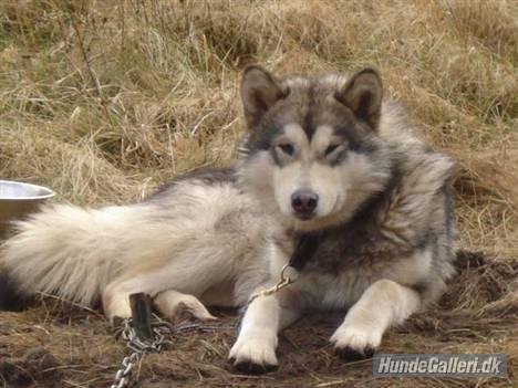 Dog Image