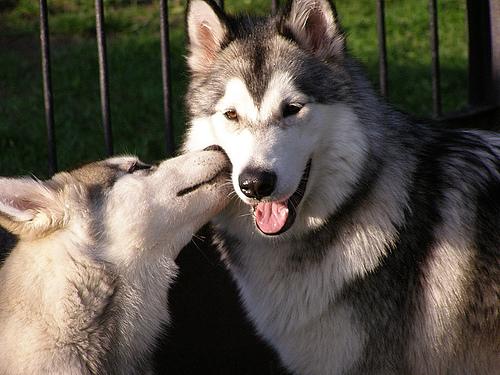 Dog Image