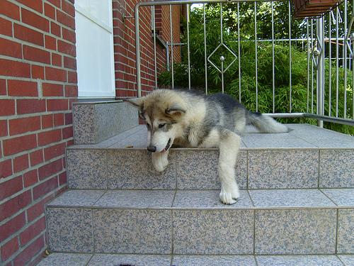 Dog Image